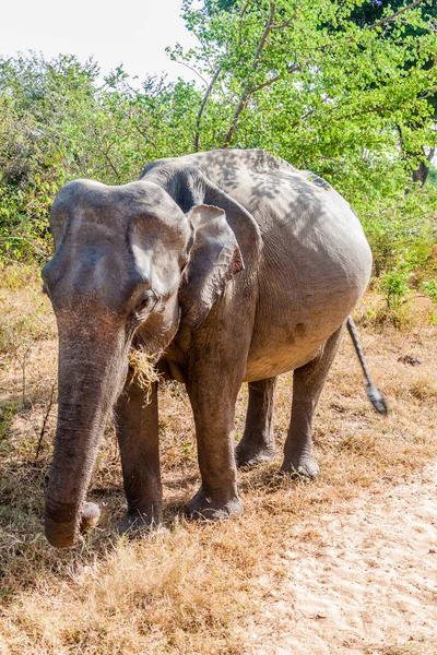 Éléphant Sri Lanka Elephas Maximus Maximus Dans Parc National Udawalawe — Photo