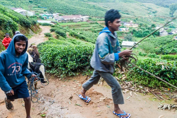 Nuwara Eliya Sri Lanka Luglio 2016 Pastori Con Mucche Nei — Foto Stock