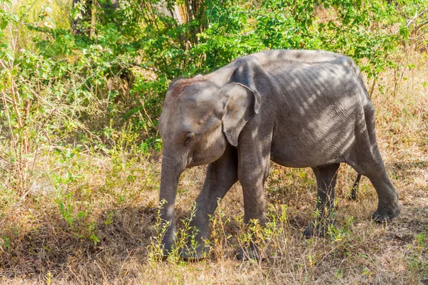 Sri Lankan Elephant Elephas Maximus Maximus Udawalawe National Park Sri — Stock Photo, Image