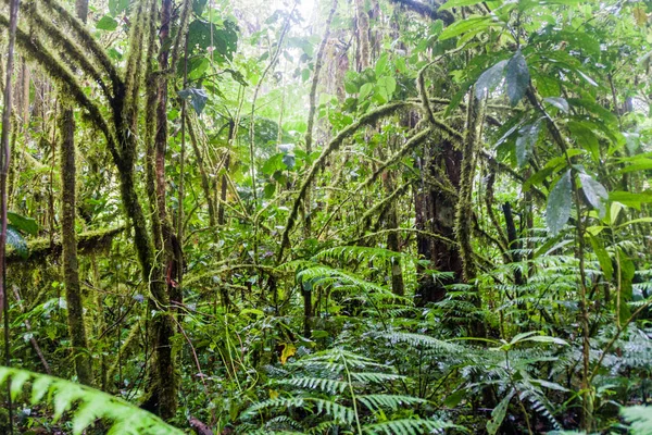 Forêt Nuageuse Dans Parc National Volcan Baru Panama — Photo