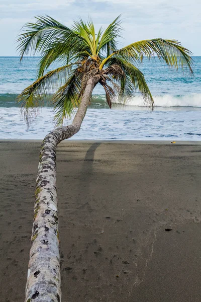 Cahuita Milli Parkı, Kosta Rika bir plajda palmiye
