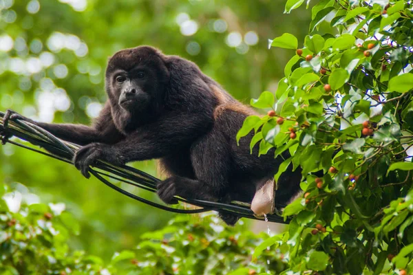 Mono Aullador Orinando Cable Parque Nacional Cahuita Costa Rica — Foto de Stock