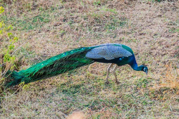 Pavone Selvatico Nel Parco Nazionale Uda Walawe Sri Lanka — Foto Stock