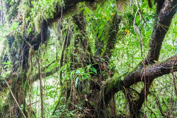 Облачный Лес Покрывающий Вулкан Мадерас Острове Ометепе Никарагуа — стоковое фото