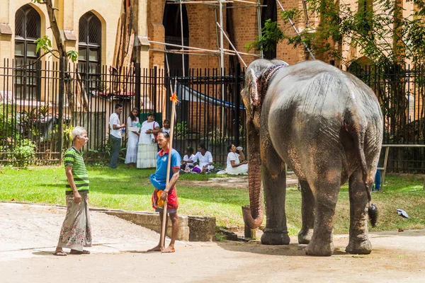 Kandy Srí Lanka Červenec 2016 Slon Ulicích Kandy Během Svátku — Stock fotografie