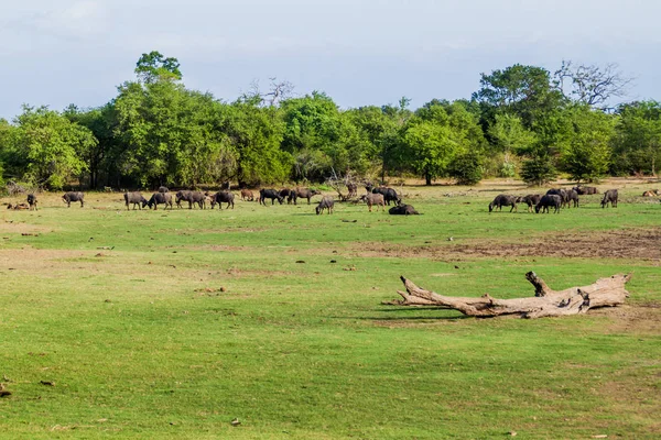 Manada Búfalos Aquáticos Parque Nacional Uda Walawe Sri Lanka — Fotografia de Stock