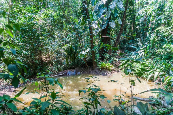 Kleiner Teich Einem Wald Der Nähe Von Fortuna Costa Rica — Stockfoto