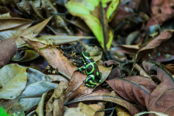Πράσινο Και Μαύρο Βέλος Δηλητήριο Βάτραχος Dendrobates Auratus Στο Εθνικό — Φωτογραφία Αρχείου