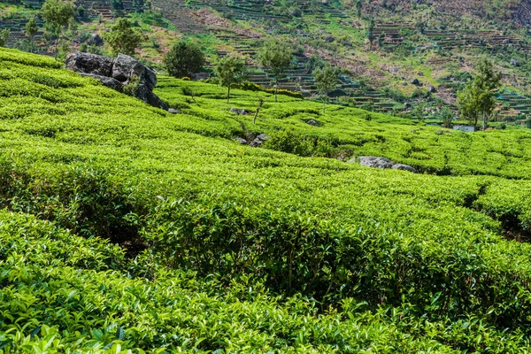 Haputale, Sri Lanka yakınındaki dağlarda çay tarlaları
