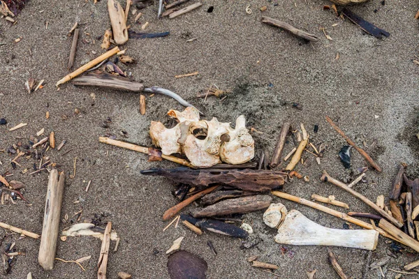 Bir ölü deri deniz kaplumbağası (Dermochelys coriacea) bir plaj Tortuguero Milli Parkı, Kosta Rika, dağınık kemikleri