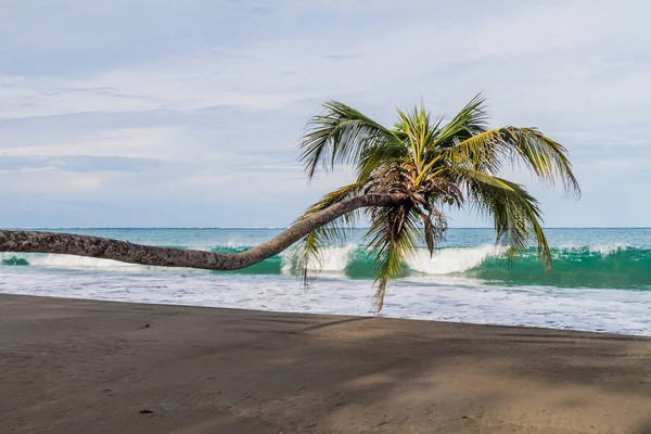 Cahuita Milli Parkı, Kosta Rika bir plajda palmiye