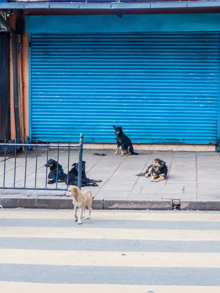 Stray dogs on a street in Nuwara Eliya town, Sri Lanka