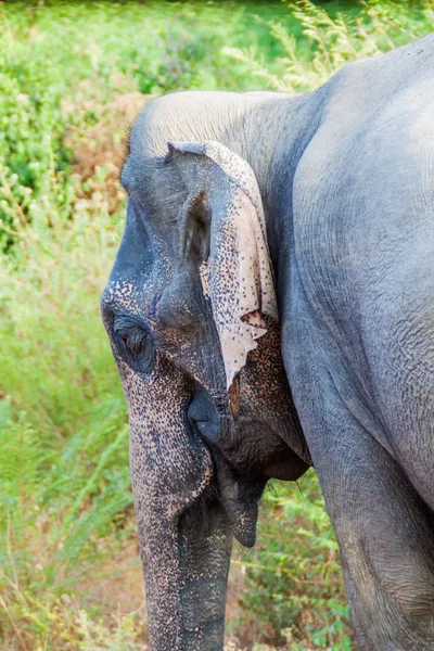 Éléphant Sri Lanka Elephas Maximus Maximus Dans Parc National Uda — Photo