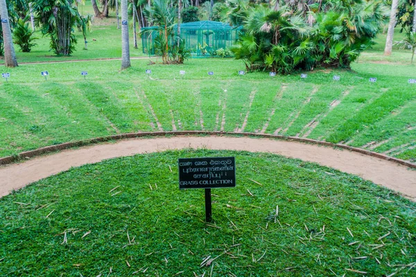 Coleção Grama Peradeniya Royal Botanical Gardens Perto Kandy Sri Lanka — Fotografia de Stock