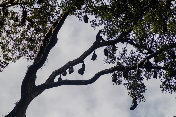 Meyve yarasalar (uçan tilkiler) içinde Kraliyet Botanik Bahçeleri yakınında Kandy, Sri Lanka
