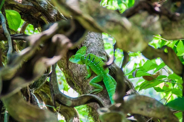 Basilisco Plumado Basiliscus Plumifrons Também Chamado Basilisco Verde Uma Floresta — Fotografia de Stock