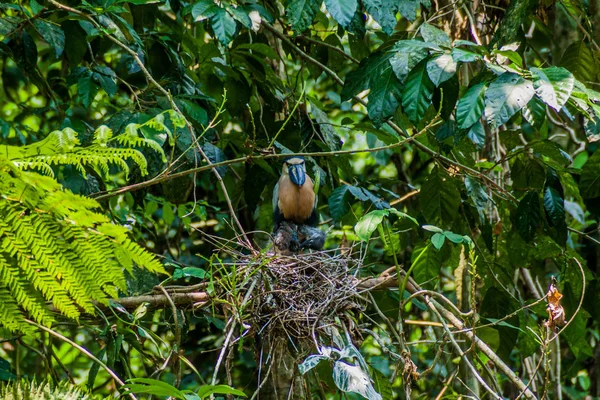 Boat Billed Heron Cochlearius Cochlearius Een Bos Buurt Van Fortuna — Stockfoto