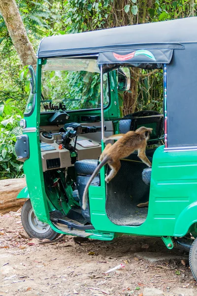 Haputale Sri Lanka Juillet 2016 Macaque Entre Dans Tuk Tuk — Photo