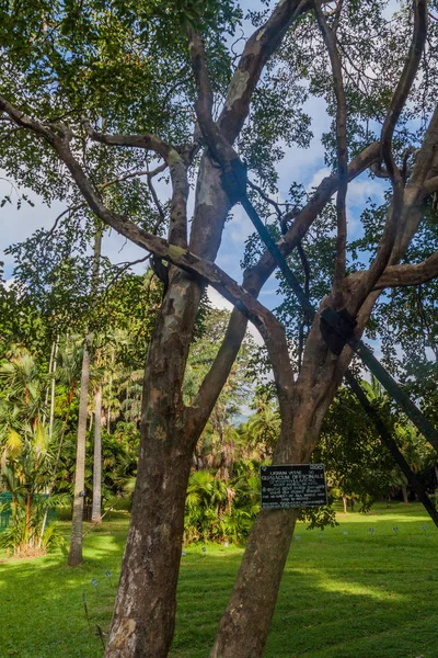 Guaiacum Officinale Baum Peradeniya Royal Botanischen Garten Der Nähe Von — Stockfoto