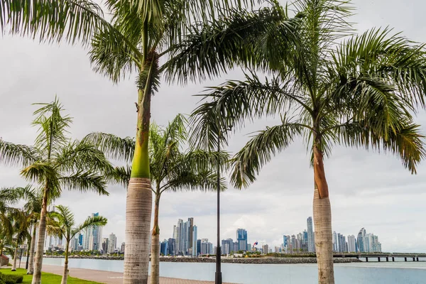 Palmy Wieżowce Ulicach Miasta Panamy — Zdjęcie stockowe