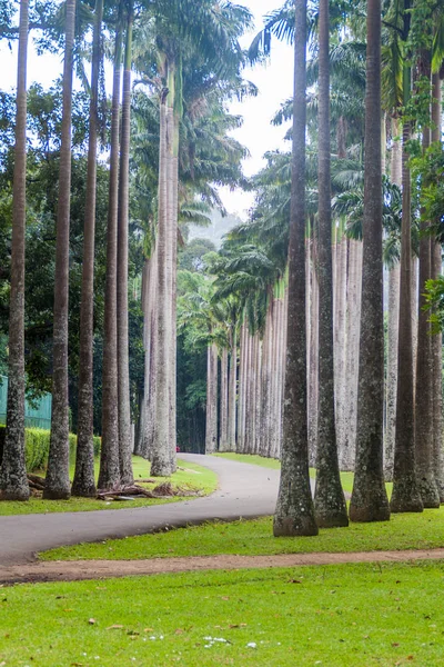 Palmiye sokak içinde Kraliyet Botanik Bahçeleri yakınında Kandy, Sri Lanka