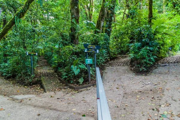 Mehrere Wanderwege Einem Nebelwald Von Reserva Biologica Bosque Nuboso Monteverde — Stockfoto