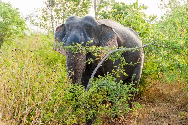 Sri Lankalı fil (Elephas maximus maximus) Uda Walawe Milli Parkı, Sri Lanka