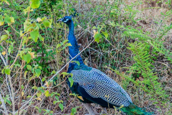 Páva Uda Walawe Nemzeti Park Sri Lanka — Stock Fotó