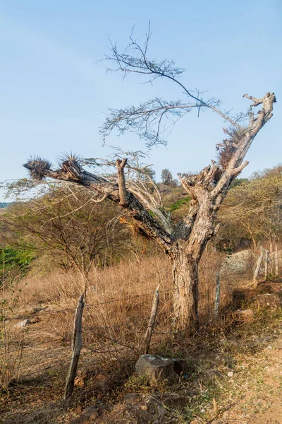 Pâturages Dans Aire Protégée Miraflor Nicaragua — Photo