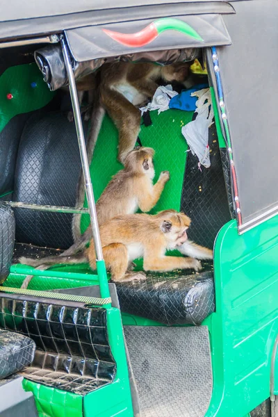 Haputale Sri Lanka Julio 2016 Macacos Infestaron Tuk Tuk Comiendo — Foto de Stock