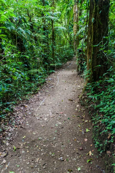 Sentiero Escursionistico Nella Foresta Pluviale Della Reserva Biologica Bosque Nuboso — Foto Stock