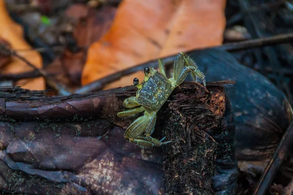 哥斯达黎加 Tortuguero 国家公园蟹 — 图库照片