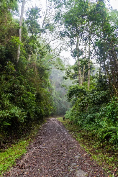 Küçük yol Milli Parkı Volcan Baru, Panama