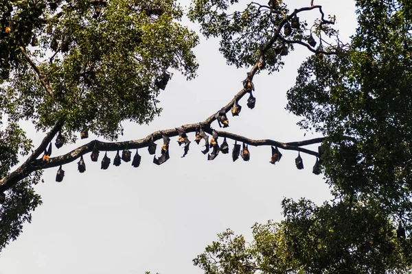 Murciélagos Frutas Zorros Voladores Real Jardín Botánico Cerca Kandy Sri —  Fotos de Stock