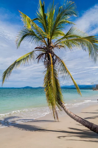 Palm on a beach in Cahuita National Park, Costa Rica