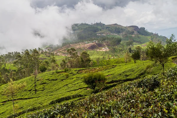 Teeplantagen Den Bergen Liptons Sitz Der Nähe Von Haputale Sri — Stockfoto