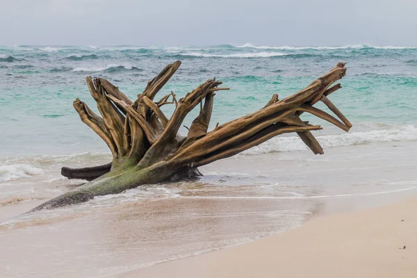 Ağaç trunkat Isla Zapatilla Adası, Bocas del Toro adalar, Panama parçası vasıl belgili tanımlık kıyı