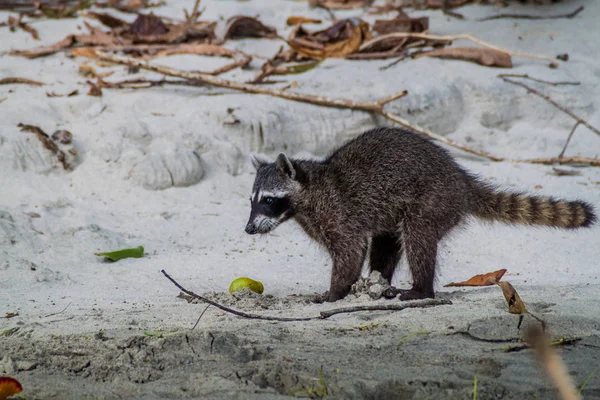 Yengeç yiyen rakun (Procyon cancrivorus) içinde Milli Parkı Manuel Antonio, Kosta Rika