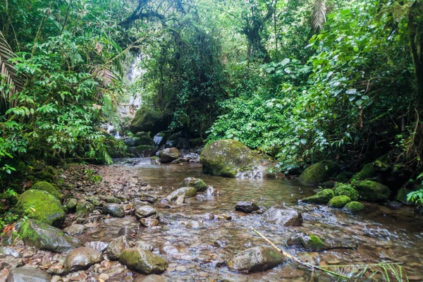 Boquete, Panama yakınındaki küçük dere