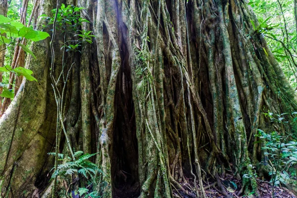 Masif ağaç bir ormanda Panama