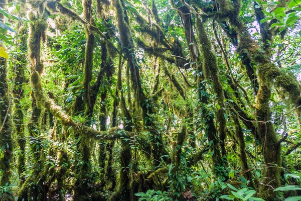 Bulut: Ometepe Island, Nicaragua Maderas volkana kapsayan orman