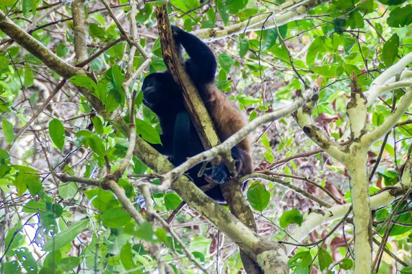 Mono Aullador Manto Alouatta Palliata Parque Nacional Manuel Antonio Costa — Foto de Stock