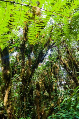 Bulut: Ometepe Island, Nicaragua Maderas volkana kapsayan orman