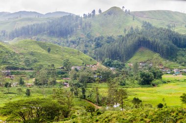 Nanu Oya köyü yakınlarında, Sri Lanka manzara