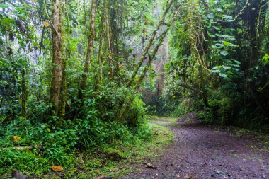 Küçük yol Milli Parkı Volcan Baru, Panama