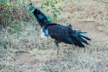 Tavuskuşu Uda Walawe Milli Parkı, Sri Lanka