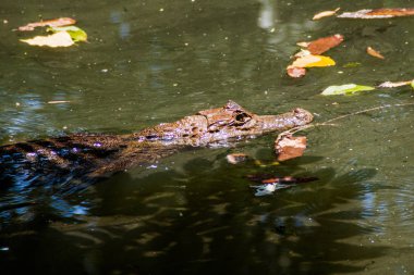 Gözlüklü caiman (Caiman crocodilus) bir havuzda La Fortuna, Kosta Rika yakınındaki