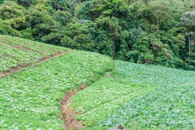 Sebze alanları Boquete, Panama oteller.