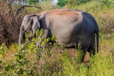 Sri Lankalı fil (Elephas maximus maximus) Uda Walawe Milli Parkı, Sri Lanka