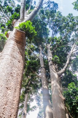 Familyanın robusta içinde Kraliyet Botanik Bahçeleri yakınında Kandy, Sri Lanka